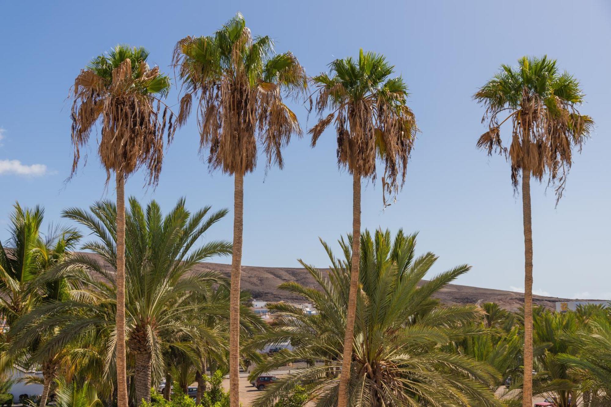 Palm Beach Fuerteventura 타라할레호 외부 사진